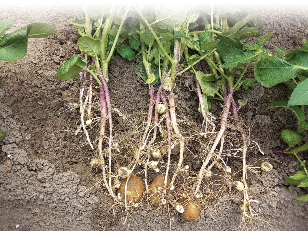 1-Hoofdfoto-veel-knollen,-graag-liggend-plaatsen
