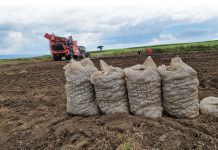 Kenianen brengen Nederlands pootgoed tot waarde