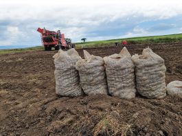 Kenianen brengen Nederlands pootgoed tot waarde
