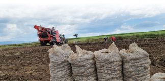 Kenianen brengen Nederlands pootgoed tot waarde