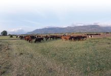 ‘In Tanzania maakt één koe echt een essentieel verschil’