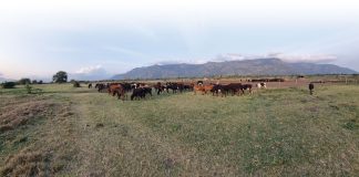 ‘In Tanzania maakt één koe echt een essentieel verschil’