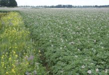 ‘€ 1.000 voor boer die bewijst dat digestaat goed uitwerkt bodem en koe’