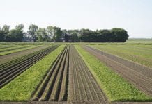 Telen zonder gewasbescherming, kan dat?