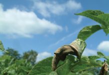 Sector op scherp na ‘dramatisch phytophthorajaar’