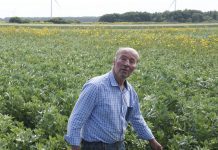 PO Eiwitboeren wil teelt weer lucratief maken