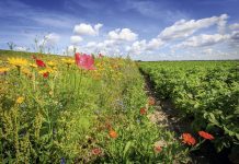 ‘Bouwplan van toekomst kost eerste tien jaar geld’