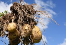 Verwachte pootgoedprijs Agrico: € 35,50