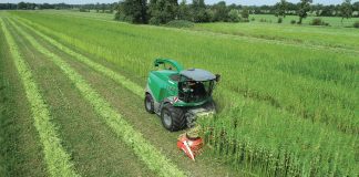 Teelt voor biobased bouw vraagt lef en geduld