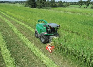 Teelt voor biobased bouw vraagt lef en geduld