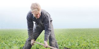Simon Wilms op zoek naar het perfecte teeltjaar