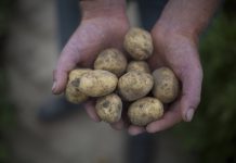 ‘Markt is klaar voor maatmeststof uit de regio’